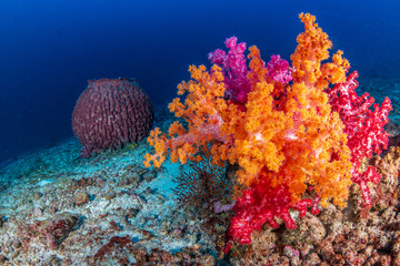 Beautiful, brightly colored soft corals on a tropical coral reef