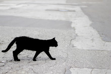 Silhouette Of A Black Cat - An Object Of Superstition Of Various Peoples
