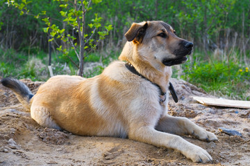 funny puppy Golden Retriever