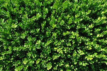 Wall Mural - Bukszpan - Buxus