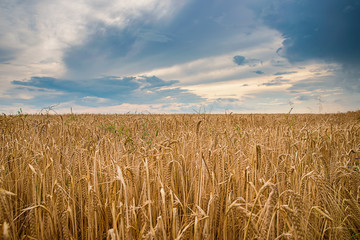 Ripe wheat in a field