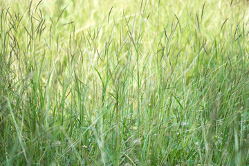 Canvas Print - flower grass and sunlight at relax morning time