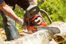 A Man Sawing Up A Log With A Red Chainsaw On A Hot Summer Day, Sawdust Flying