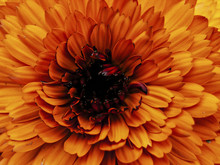 A Big Orange Flower Blooming Background.
