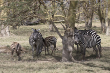 Herd Plains Zebra Which Stands In The Shade Of Acacias On A Hot, Sunny Day