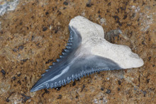Rare Bone Valley Hemipristis (snaggletooth) Shark Tooth Fossil