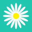 © worldofvector - White chamomile daisy flower round icon. Camomile petal. Love card. Growing concept. Cute plant collection. Flat design. Green background. Isolated.