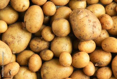 Stampe viele Kartoffeln Ernte Sand Boden Erde dreckig
