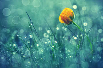 Wall Mural - Beautiful yellow daisy in the morning dew. Shallow depth of field