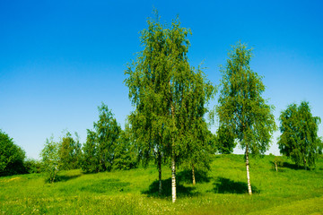 Wall Mural - Green spring field. grass field