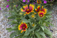 Gaillardia Flower Red Flower Of The Aster Family, Used In Landscaping, And For Creating Holiday Bouquets