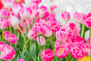 field of blooming multicolored tulips, spring flowers in the garden