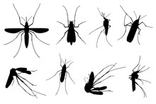Set Of Different Mosquitoes Isolated On White