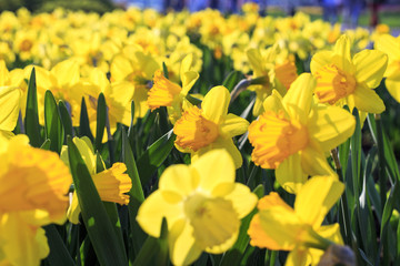 Wall Mural - Beautiful bright yellow flowers of spring Narcissus