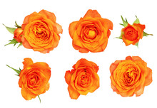 Set Of Orange Rose Flower And Leaves