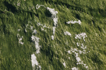 close up of green texture with seaweeds and sand