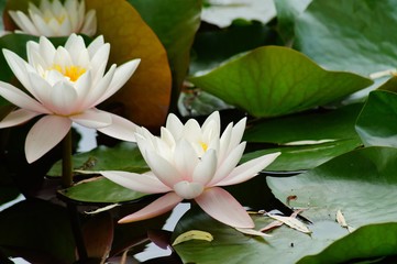 Nymphaea ( water lilies) - waterlily , Aquatic vegetation, water plants
