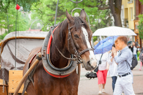 Fotografia A brown horse standing on Krupowki in Zakopane.