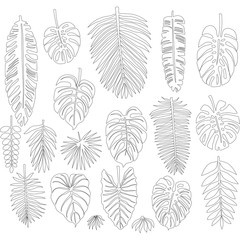 Wall Mural - Set of leaves in the contour style of tropical palms