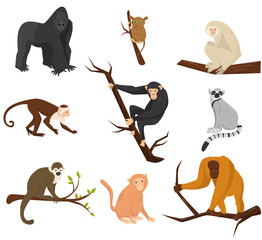 Wall Mural - flat vector set of 9 species of monkeys. wild animals. elements for promo poster or banner of zoo pa