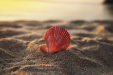 Beautiful Pink Sea Shell With Sand On Sea Background