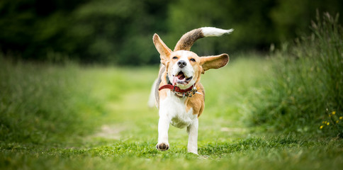 Wall Mural - The Beagle