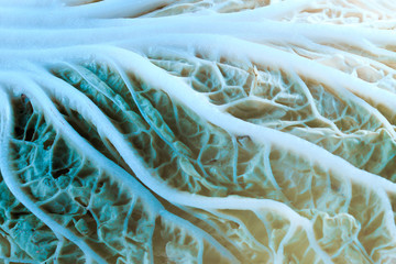 Abstract muscles and blood vessels of a man from Peking cabbage, in ultra violet hue