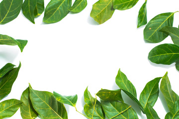 White background  Leaves  Archidendron jiringa (Jack) I.C. Nielsen.