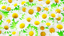 Beautiful Daisies On An Green Background