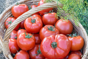 Tomatoes harvest  in the basket outdoors, farming, gardening and  agriculture  concept