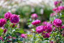 Beautiful Pink And Purple Roses Flowers With Blurred Green Background