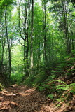 Fototapeta Las - Ścieżka przez leśny wąwóz, ściany wąwozu porośnięte paprociami