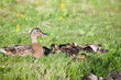 Duck and ducklings in green grass