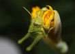 grasshopper eating flower