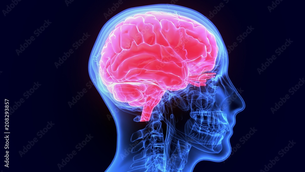 3d illustration of human body brain anatomy Stock Illustration | Adobe ...