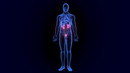 3d illustration human body organ (kidneys) anatomy