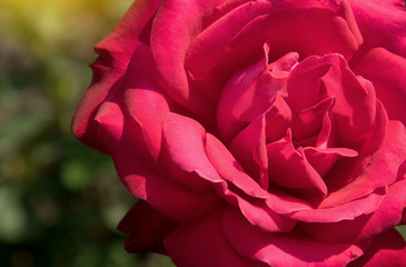 Pink roses close up. Summer flowers.