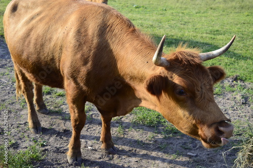 Highland Cattle Cow With A Reddish Coat With Long Hair That