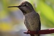 hummingbird baby