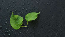 Two Leaves Of Lilac On Black Water Drop Background