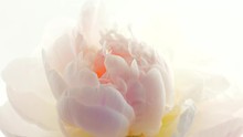 Blooming White Peony Background. Beautiful Peony Flower Opening Timelapse. 3840X2160 4K UHD Video Footage