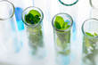 Green fresh plant in test tube with blue water in laboratory.