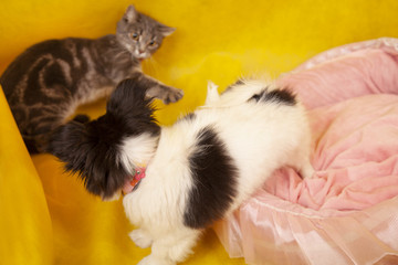 pretty dog puppy 3 months and adult grey cat are playing on yellow studio background 