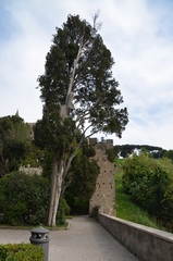 Poster - landscape tree