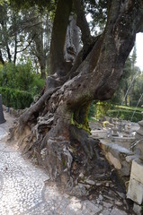 Wall Mural - old tree