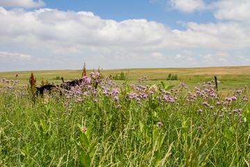 Prairie