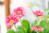 Macro closeup of flower pot with pink gerbera daisies potted plant in sunny room kitchen in home, house indoors interior