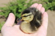 Newborn duckling in the palm of your hand.