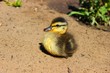 A little duckling in the garden.