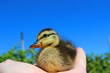A little duckling in the palm of a young farmer.